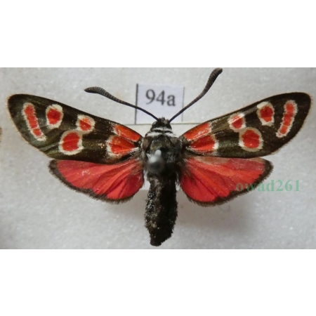 Zygaena carniolica (Scopoli, 1763) Kraśnik rzęsinowiec Czech94a